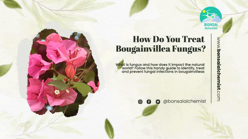 How Do You Treat Bougainvillea Fungus