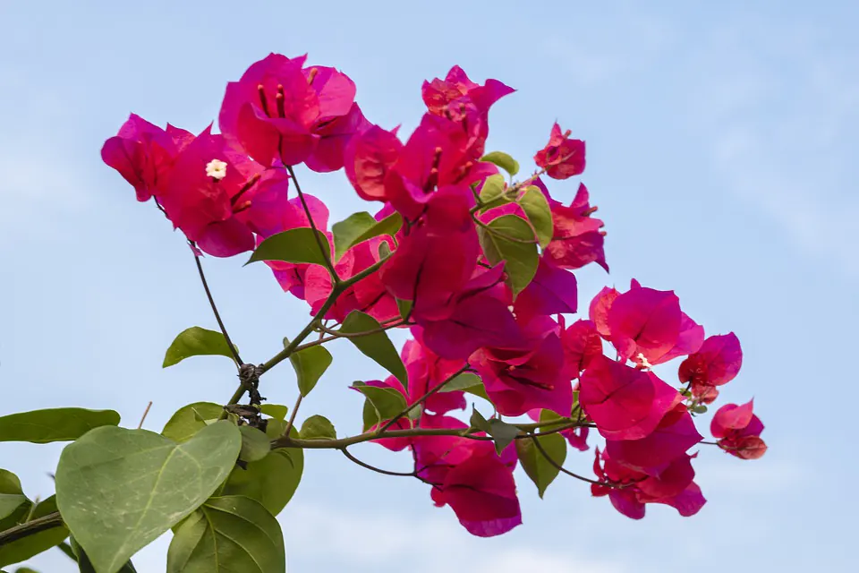 How Do You Treat Root Rot In A Bougainvillea Bonsai