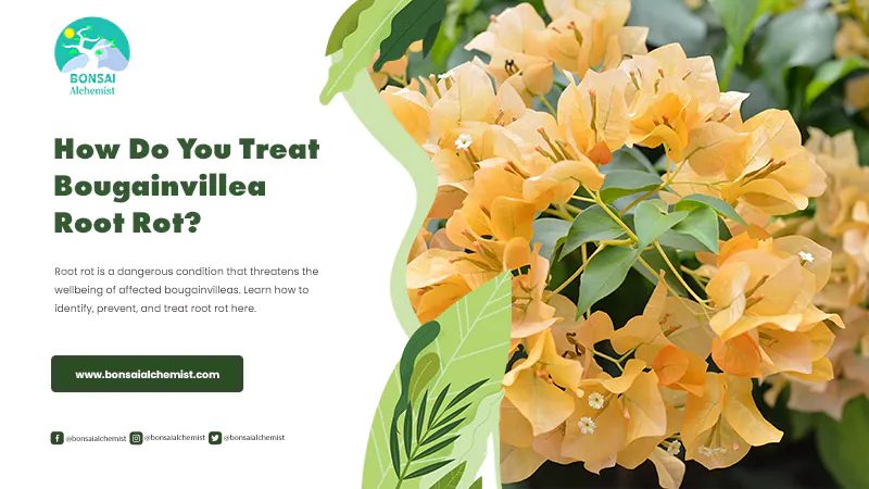 How Do You Treat Root Rot In A Bougainvillea Bonsai