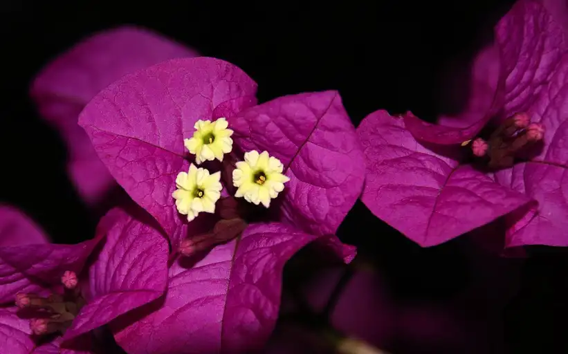 How Much Light Does a Bougainvillea Bonsai Need