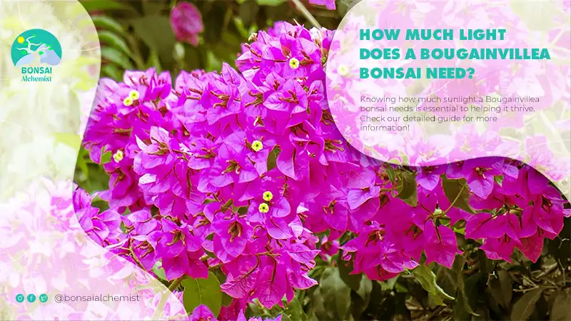 How Much Light Does a Bougainvillea Bonsai Need