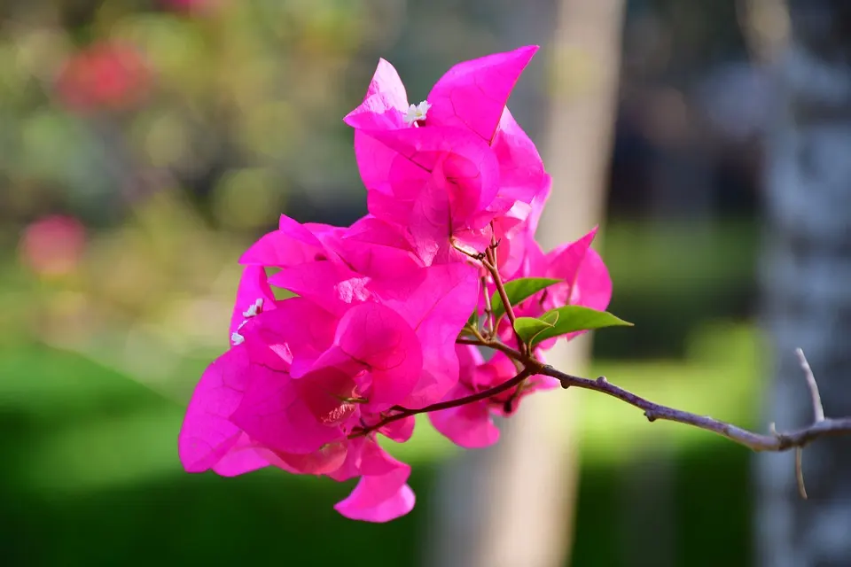 How To Propagate Your Bougainvillea Bonsai