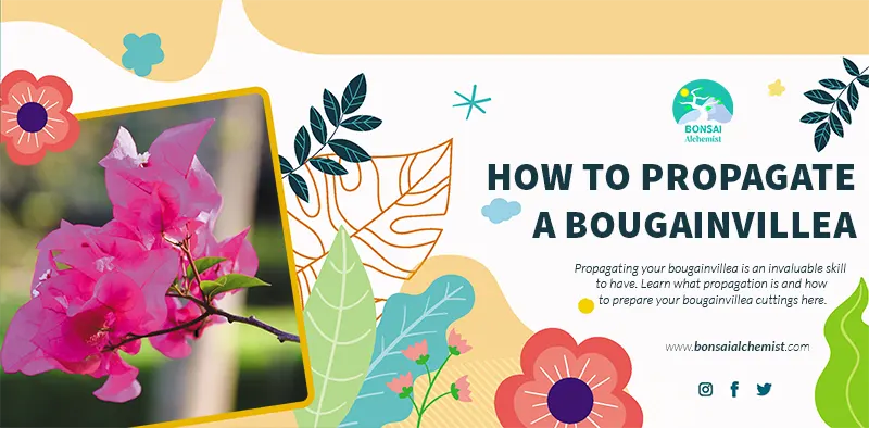 How To Propagate Your Bougainvillea Bonsai