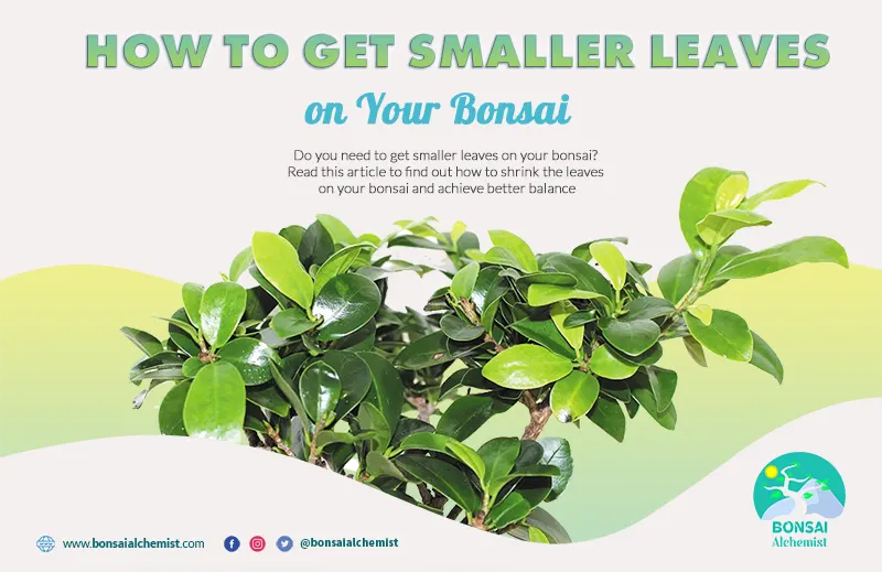 How to Get Smaller Leaves on Your Bonsai