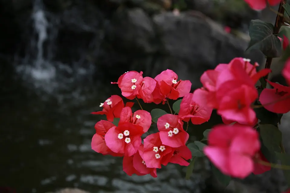 How to Prune a Bougainvillea Bonsai