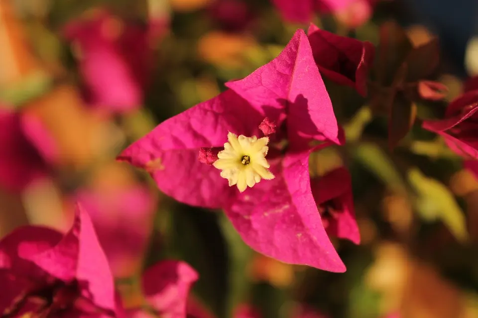 How to Prune a Bougainvillea Bonsai