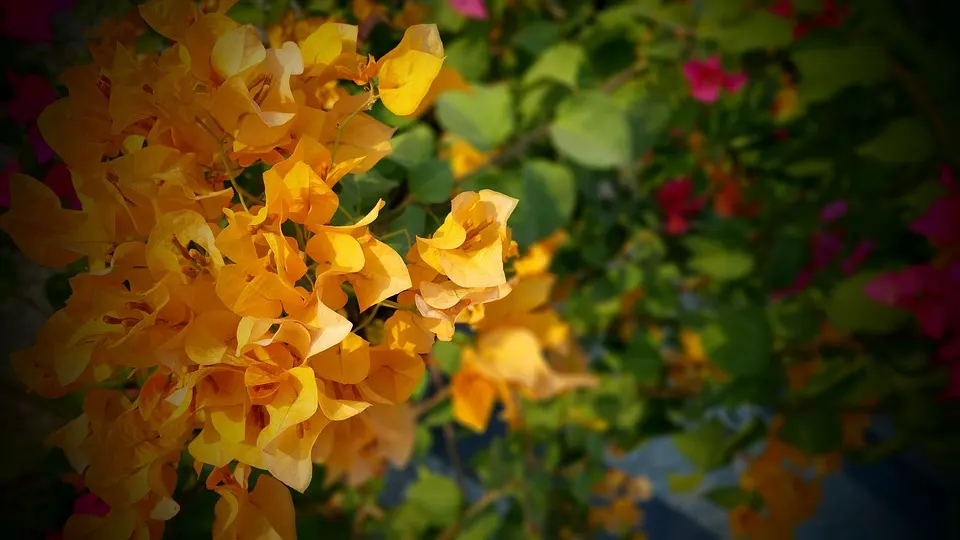 How to Prune a Bougainvillea Bonsai