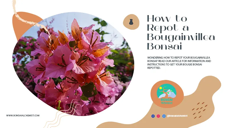 How to Repot a Bougainvillea Bonsai