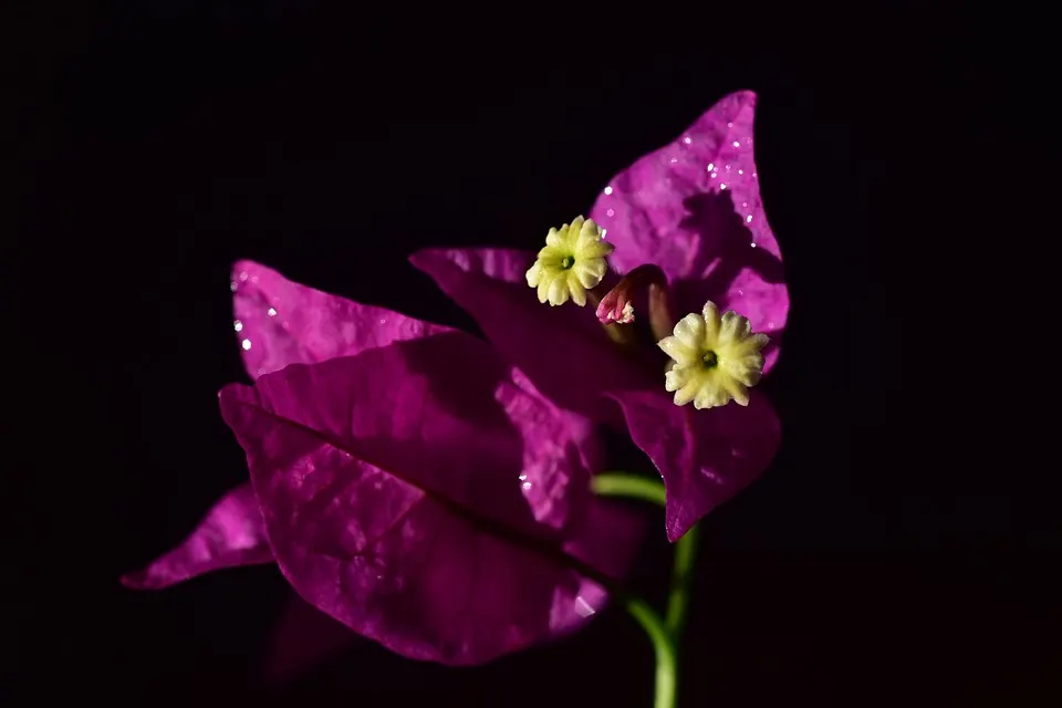 How to Water a Bougainvillea Bonsai