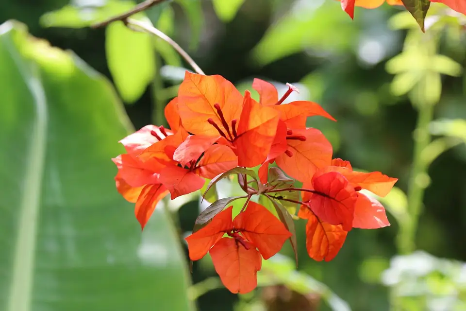 How to grow bougainvilleas from cuttings for bonsais