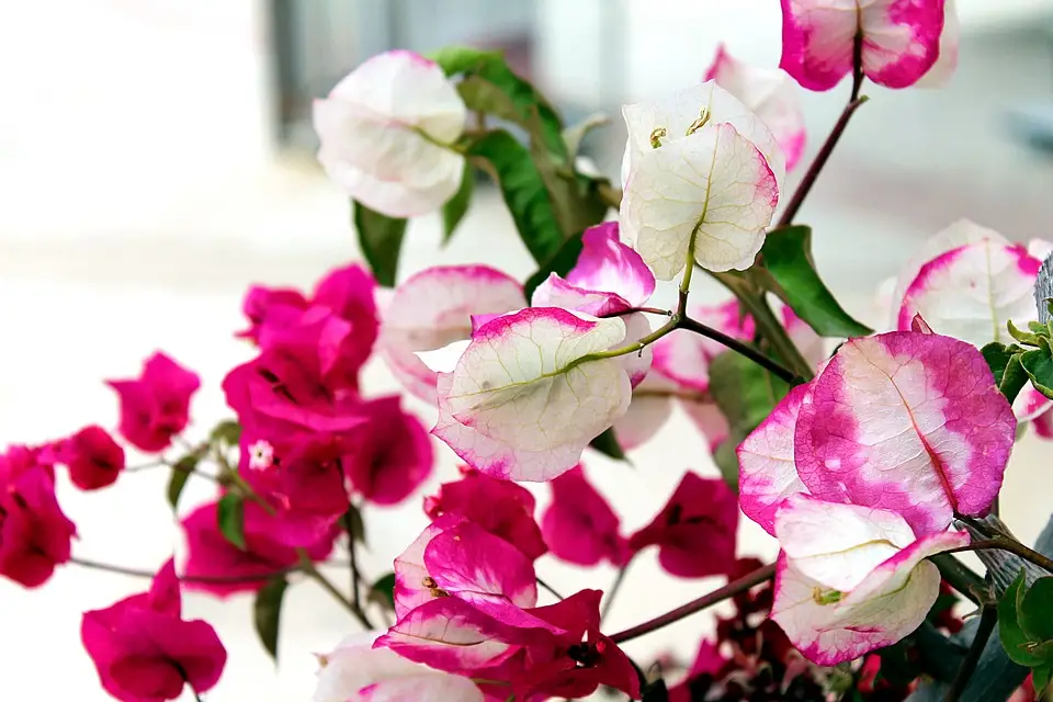 How to grow bougainvilleas from cuttings for bonsais