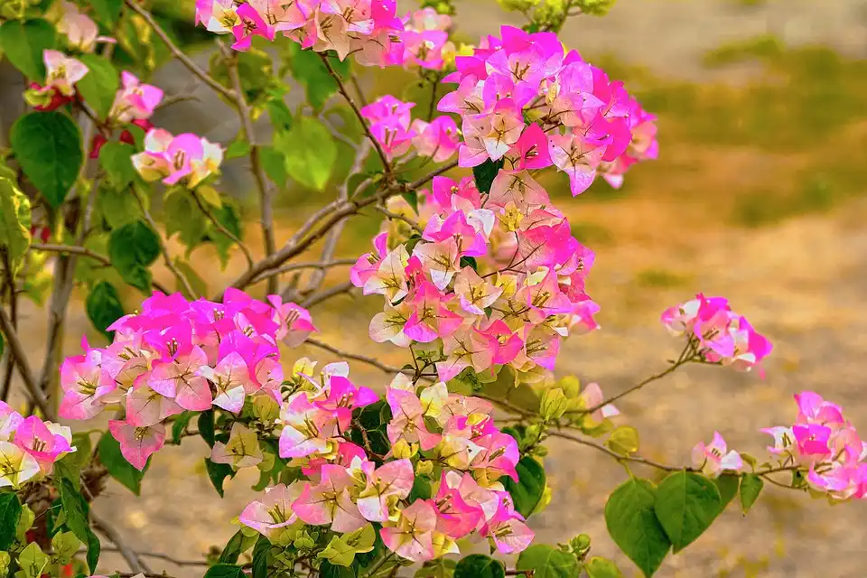 How to grow bougainvilleas from cuttings for bonsais