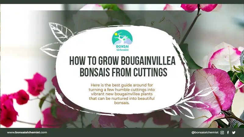 How to grow bougainvilleas from cuttings for bonsais