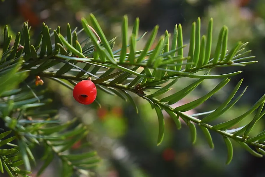 Japanese Yew Tree