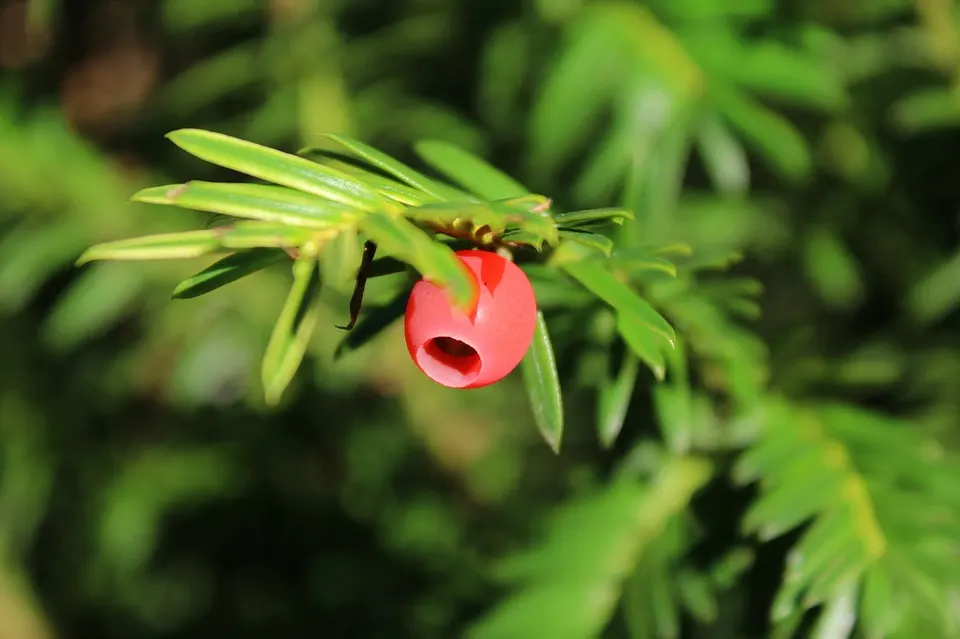 Japanese Yew Tree