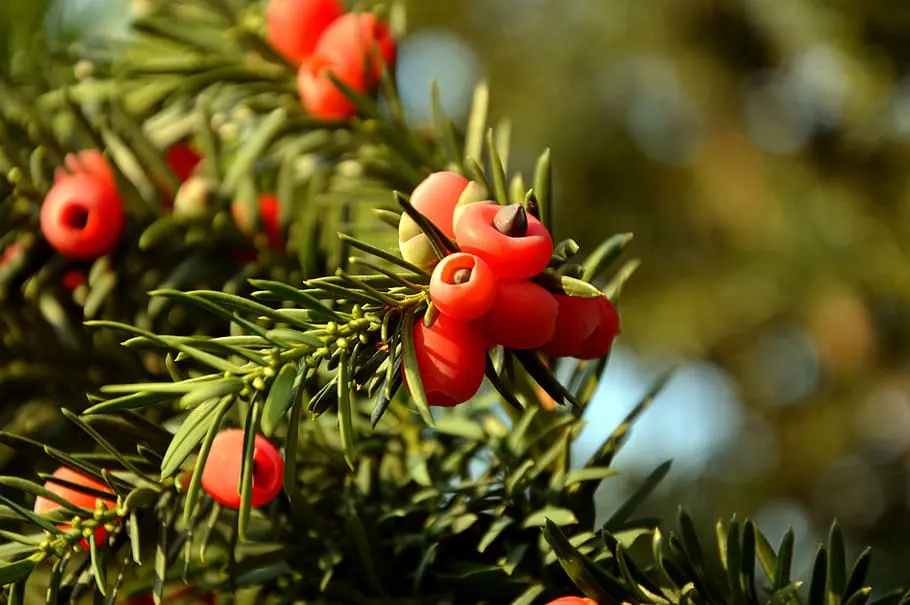 Japanese Yew Tree