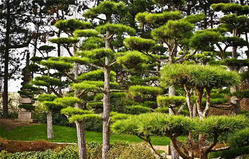 Japanese Yew Tree