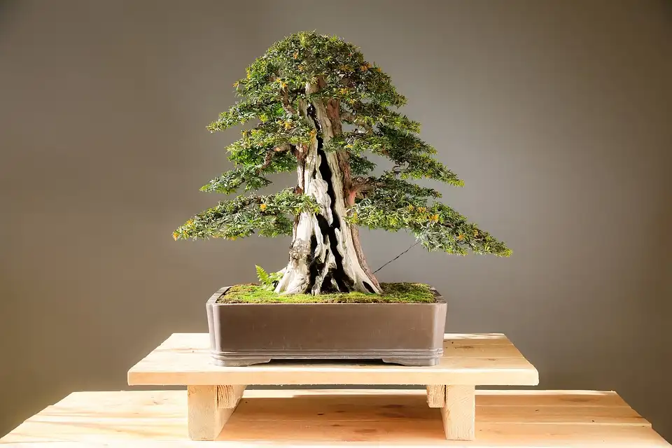Japanese Yew Tree