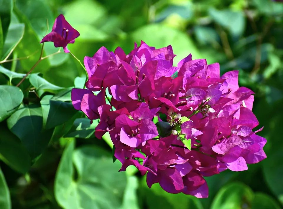 Making a Bougainvillea Bonsai