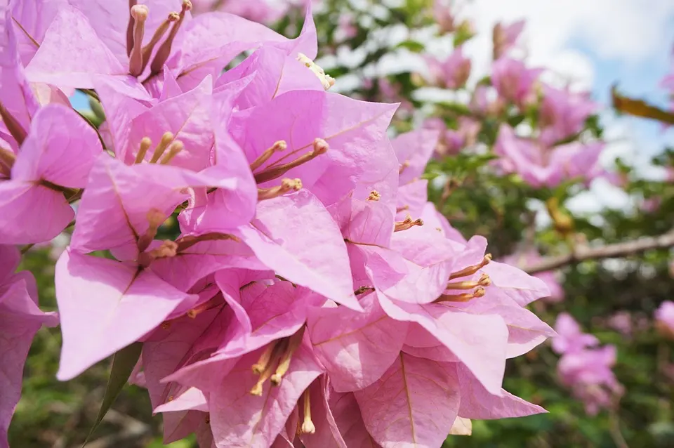 Making a Bougainvillea Bonsai