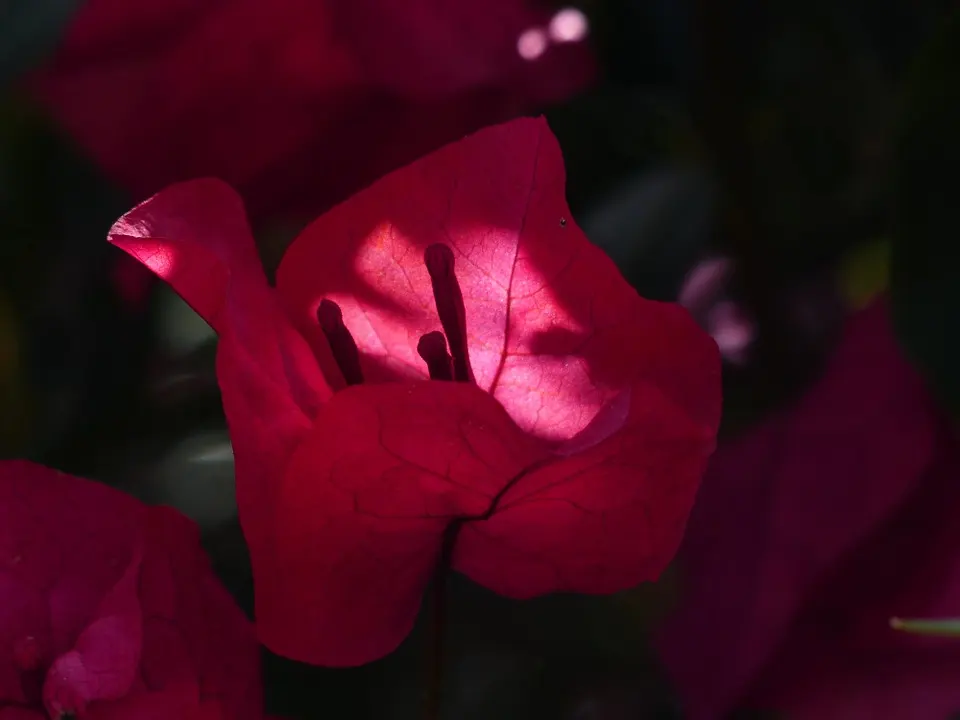 Making a Bougainvillea Bonsai