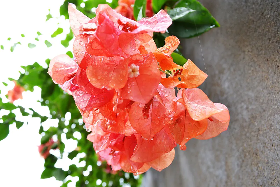 Reviving a Dying Bougainvillea Bonsai