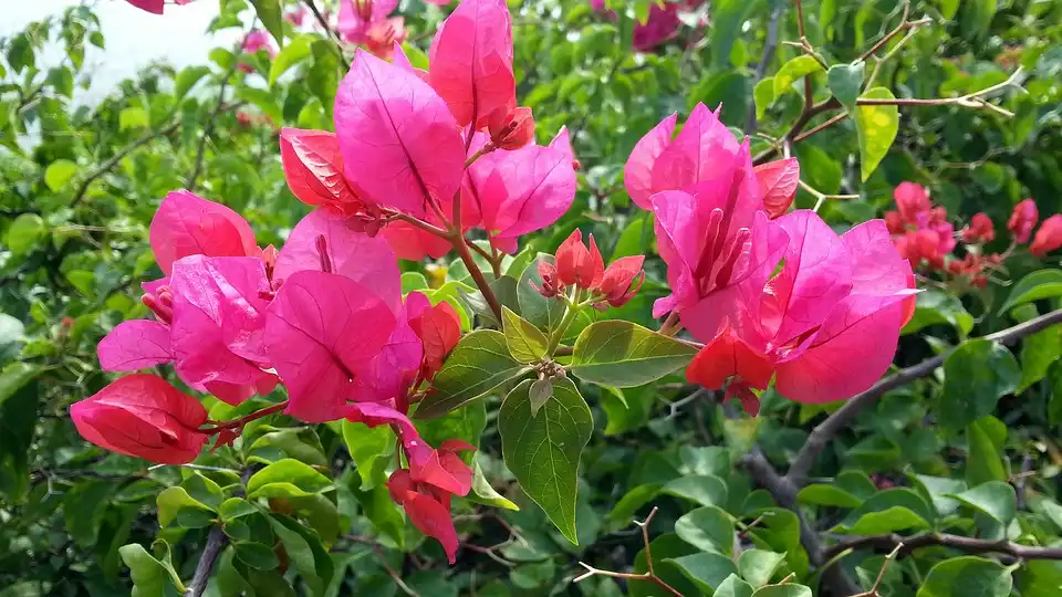 The Best Bougainvillea Youtube Videos