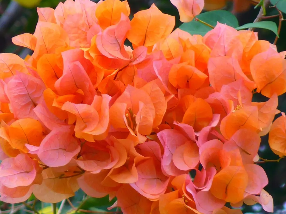 The Top Bougainvillea Instagram Accounts