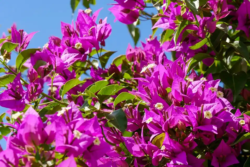 The Top Bougainvillea Instagram Accounts