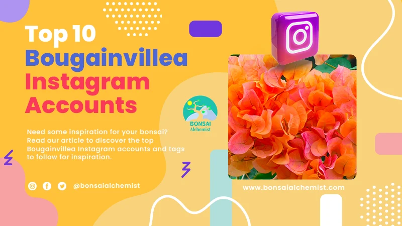 The Top Bougainvillea Instagram Accounts