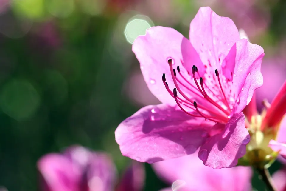 What is the Best Soil for Azaleas