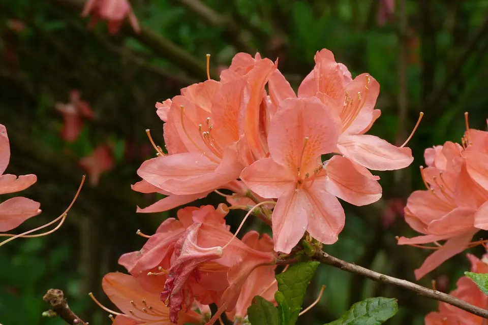 What is the Best Soil for Azaleas