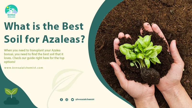 What is the Best Soil for Azaleas