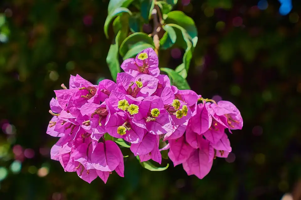 When do Bougainvilleas Bloom?