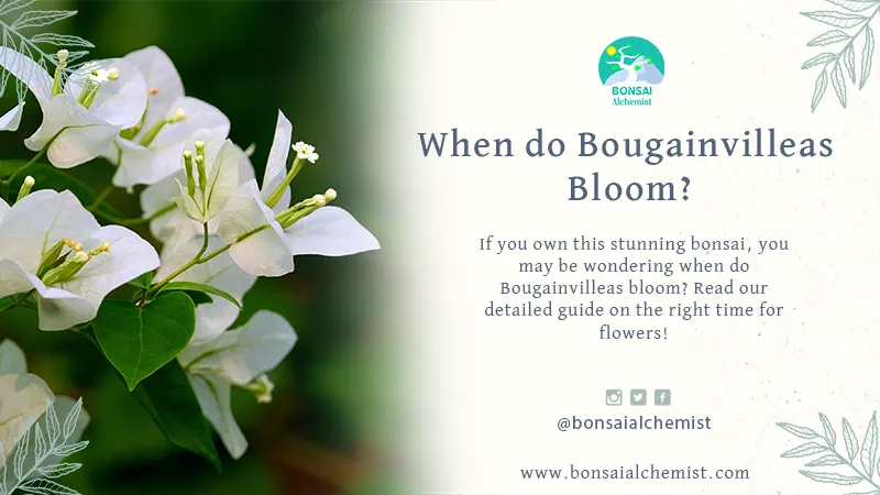 When do Bougainvilleas Bloom?