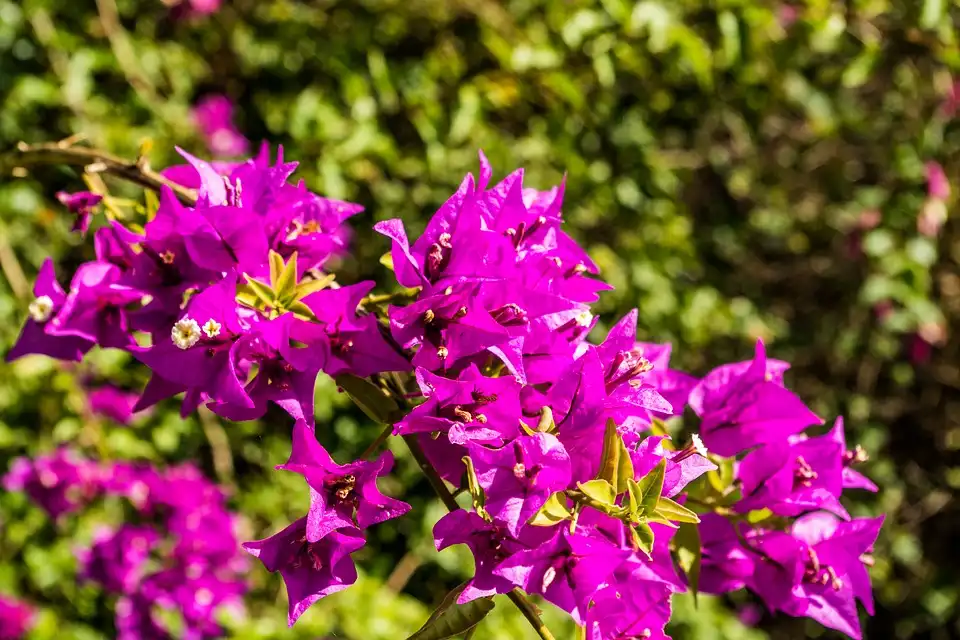 Which Birds and Butterflies Love Bougainvillea Flowers