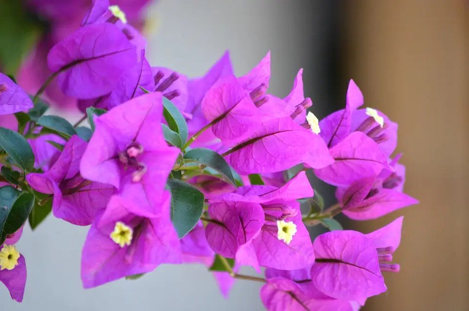 bougainvillea thorns