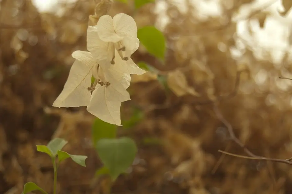 bougainvillea thorns