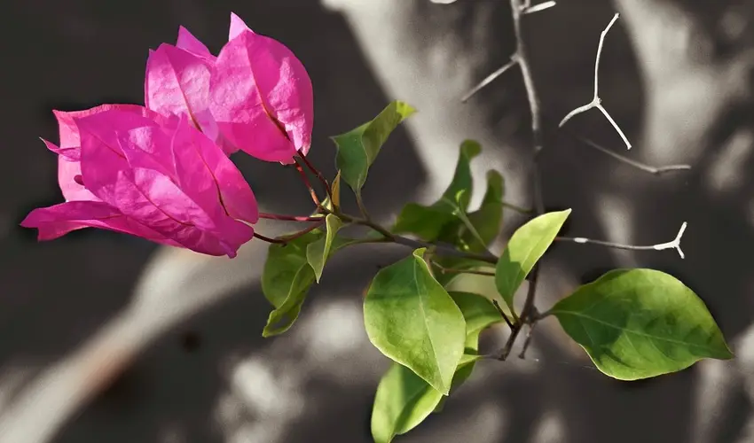 bougainvillea thorns