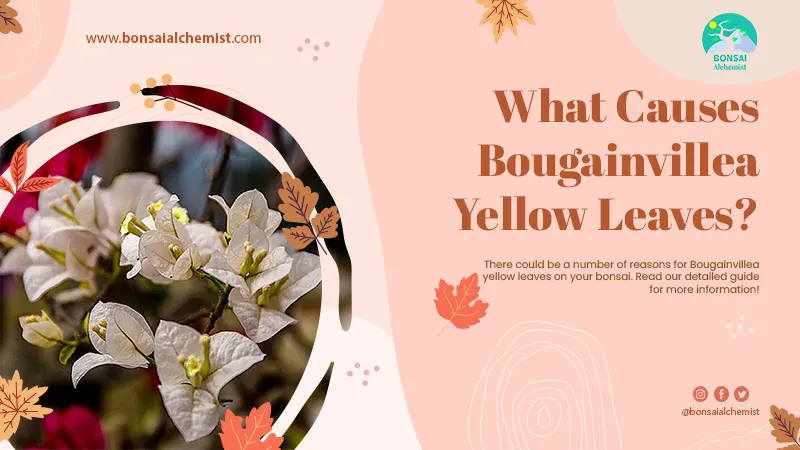 bougainvillea yellow leaves
