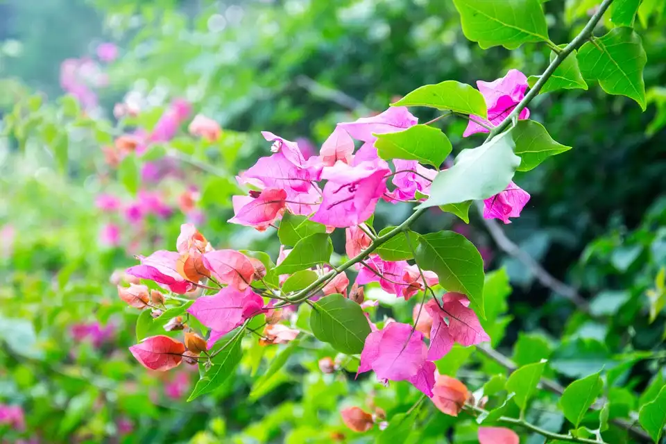 bougainvillea yellow leaves