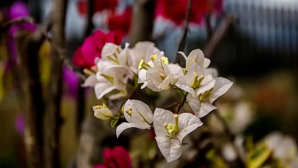 bougainvillea yellow leaves