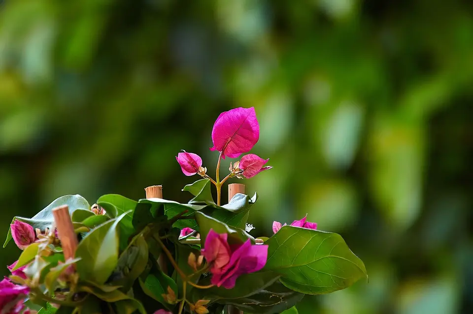 bougainvillea yellow leaves