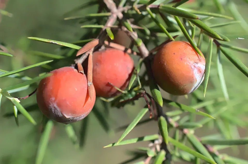 juniper seeds