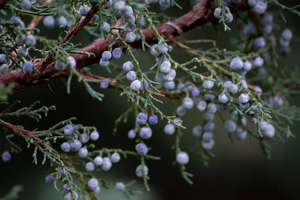 juniper seeds