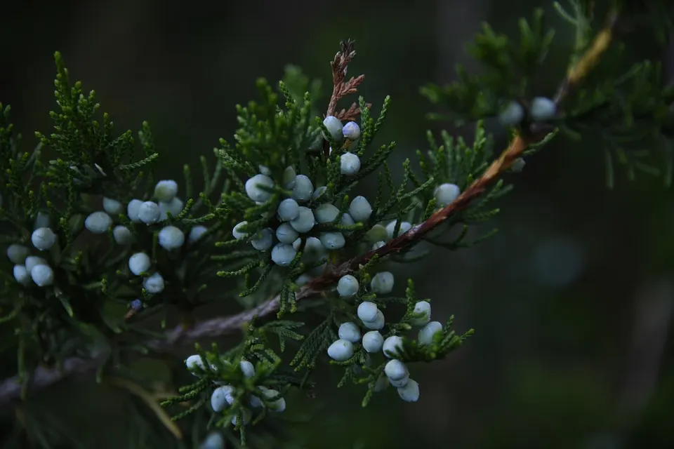 juniper tree types