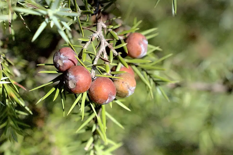 juniper tree types