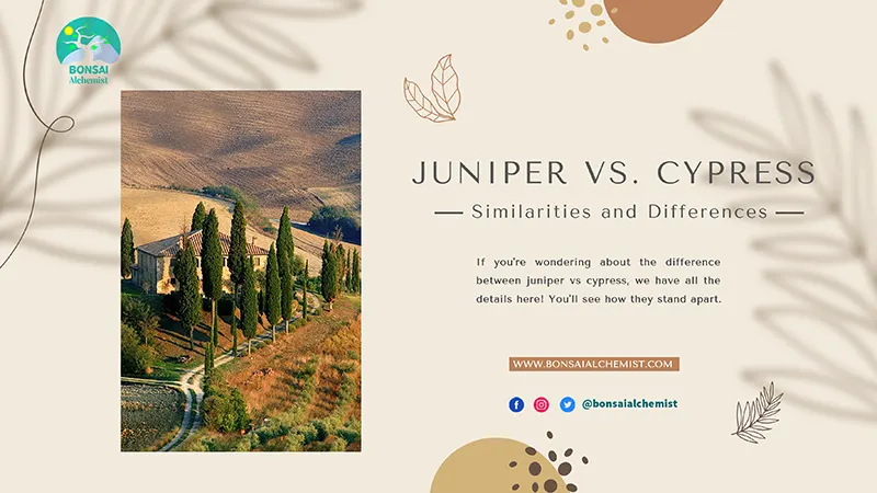 juniper vs cypress