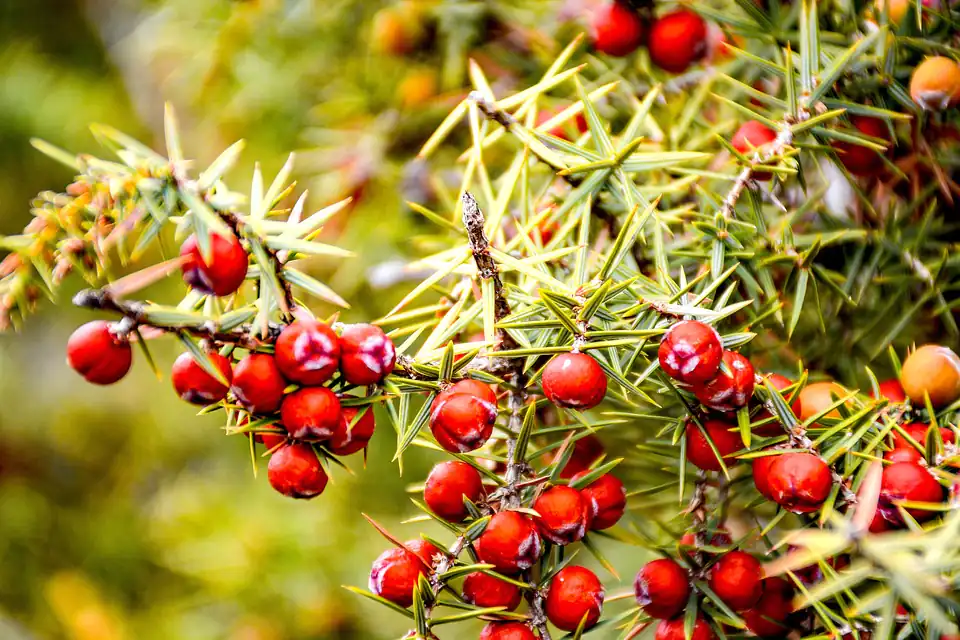 Are Junipers Bonsai Poisonous