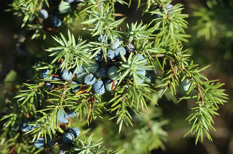 Are Junipers Bonsai Poisonous